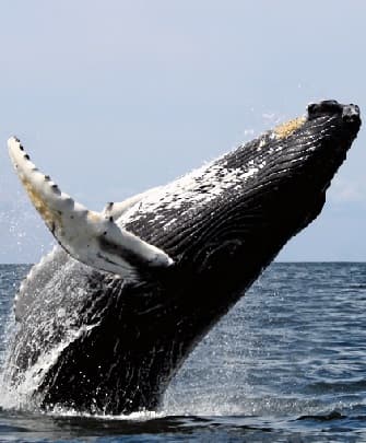 Huge Blue Whale breaching