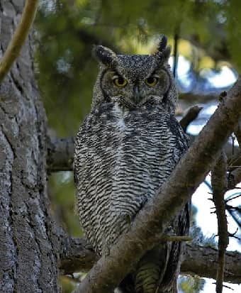 Great Horned Owl in tree
