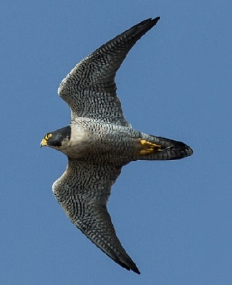 Peregrine Falcon preparing to swoop