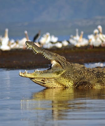 Saltwater Crocodile on rivers edge