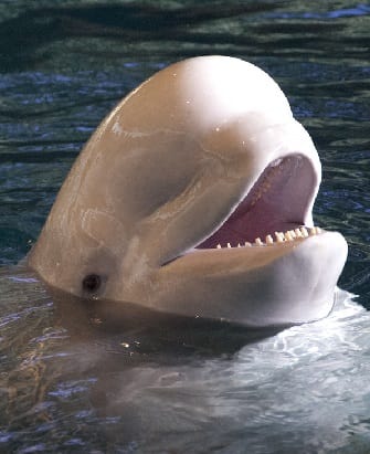 Adult Beluga Whale