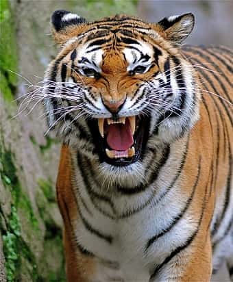 A Bengal Tiger growling