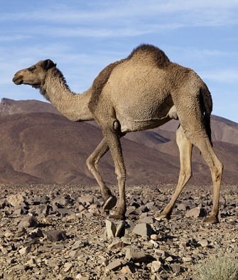 Camel crossing desert