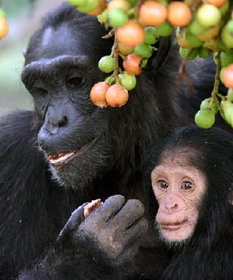 Two Chimpanzees in a tree