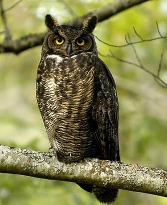 Northeastern Great Horned Owl in a tree