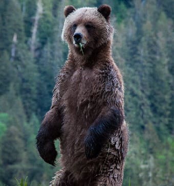 Grizzly Bear standing on hind legs