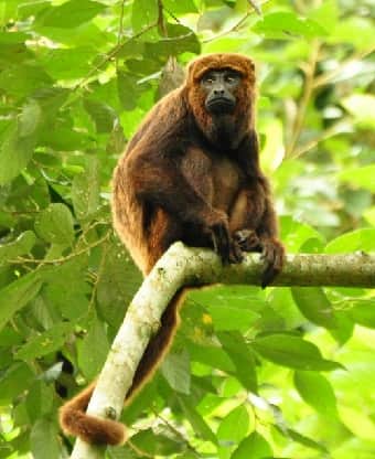Howler Monkey in tree