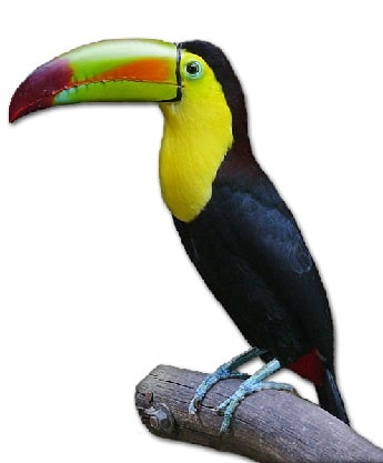 Keel Billed Toucan perched on a branch