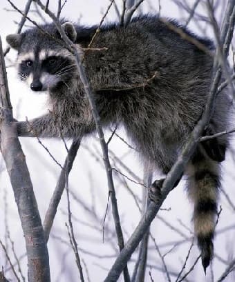 North American Raccoon in tree
