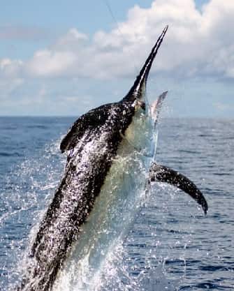 Black Marlin jumping out of water