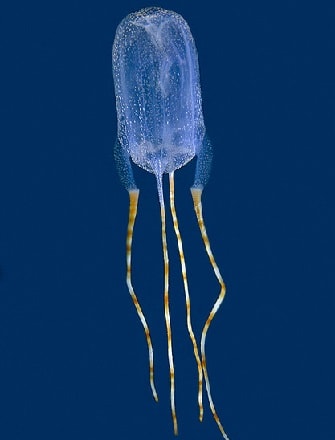 Bonaire banded box jellyfish