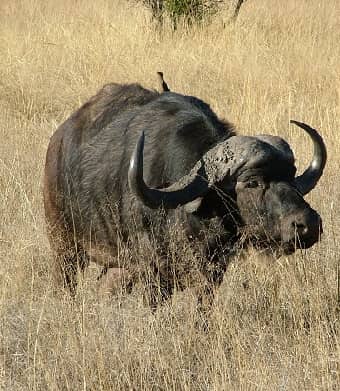Cape Buffalo on the African savanna