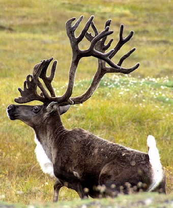 Caribou with huge antlers
