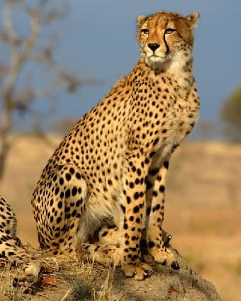South African Cheetah