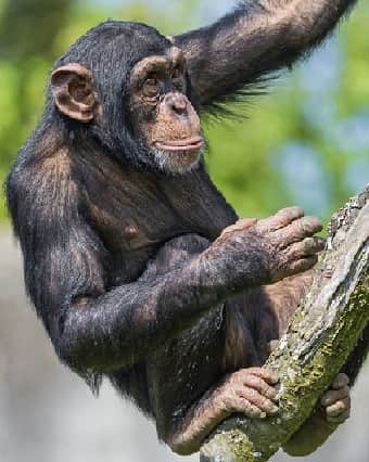 Chimpanzee in tree