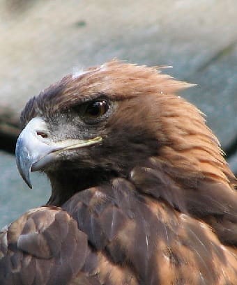 Golden Eagle head
