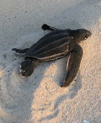 Baby Leatherback Sea Turtle