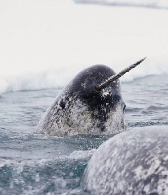 Narwhal in arctic water