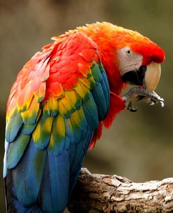 Scarlet Macaw in tree