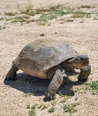Desert Tortoise