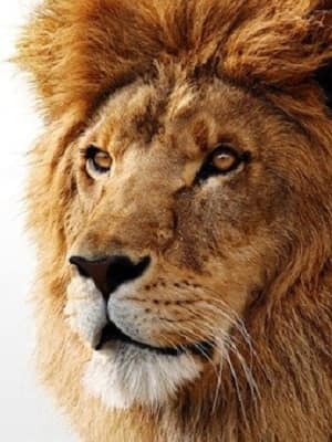 African Lion head